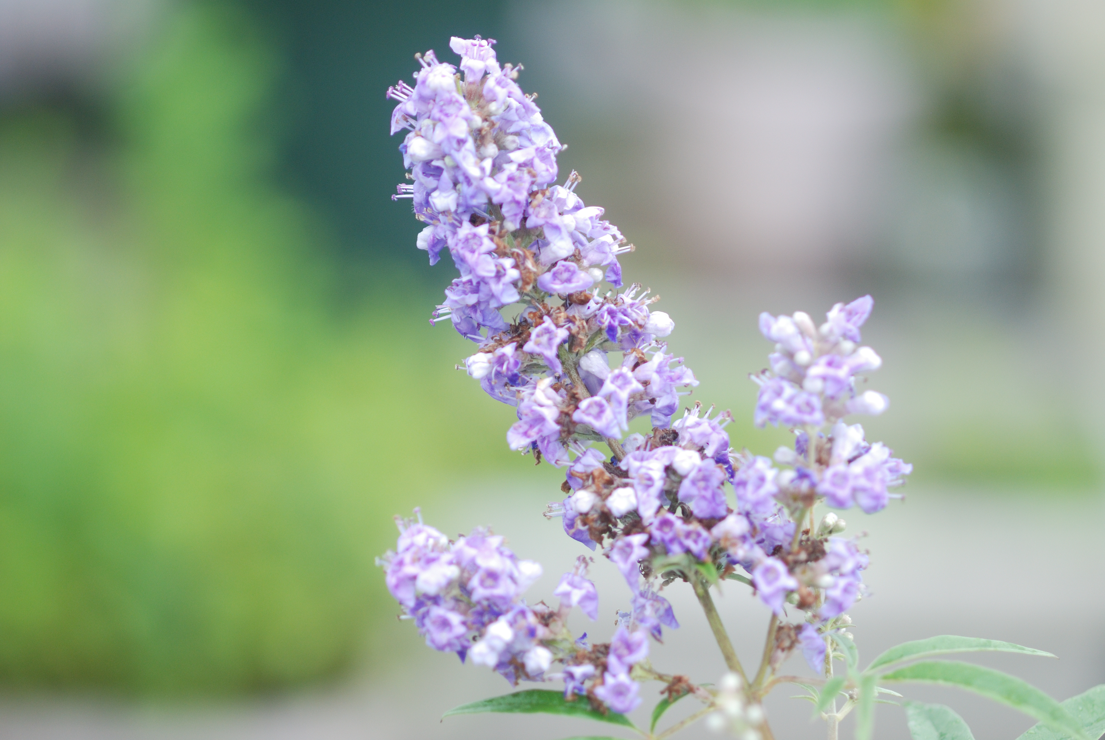 Phyto-endorphins of Monk’s Pepper Extract to Treat Stressed Skin