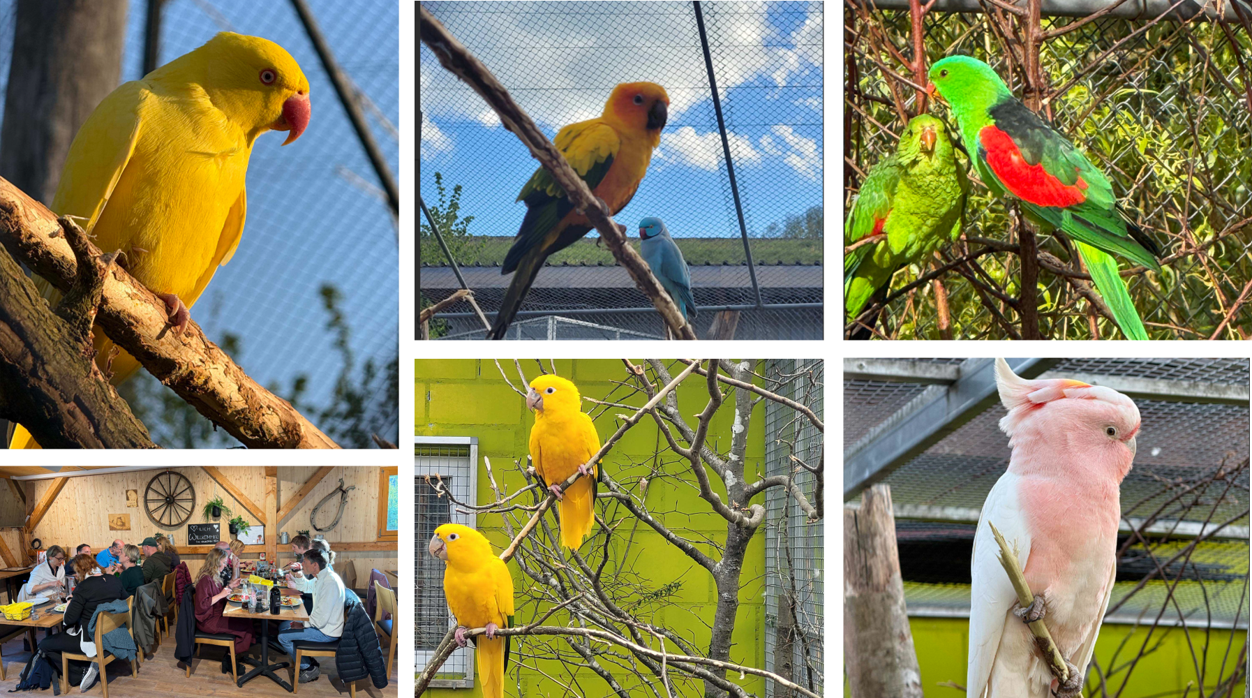 ambigua collage