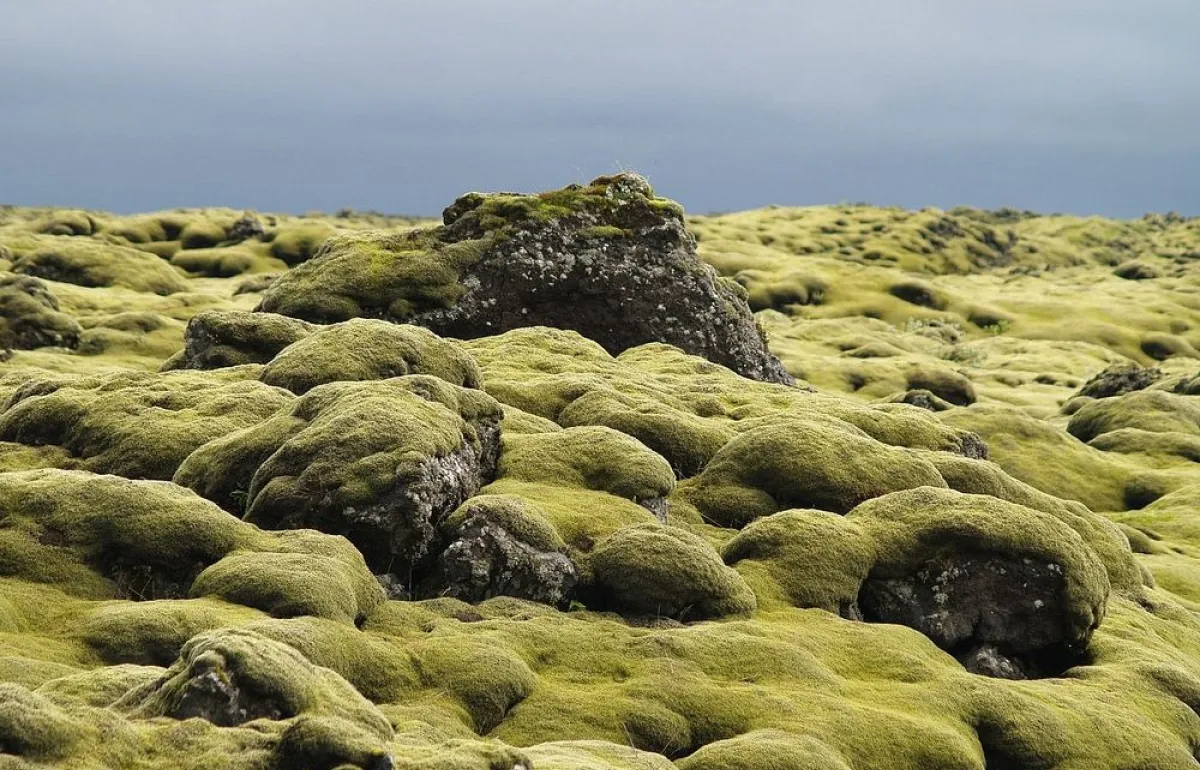 moss iceland