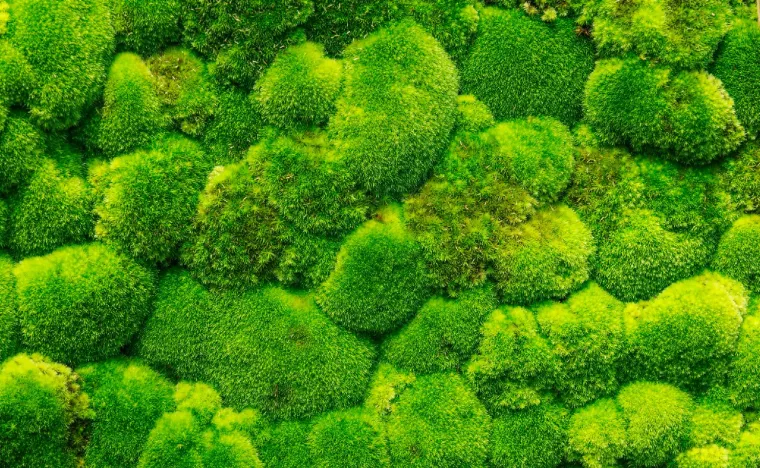 Moss background