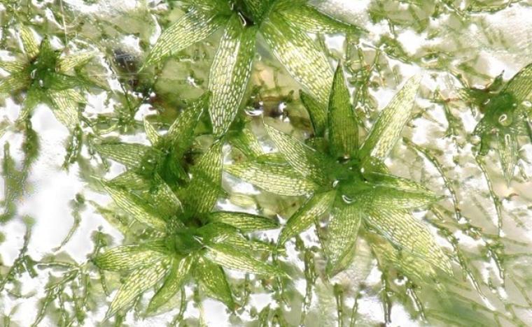 moss